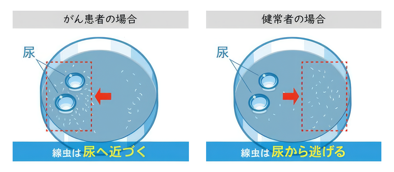 健常者の尿検体での線虫の動き