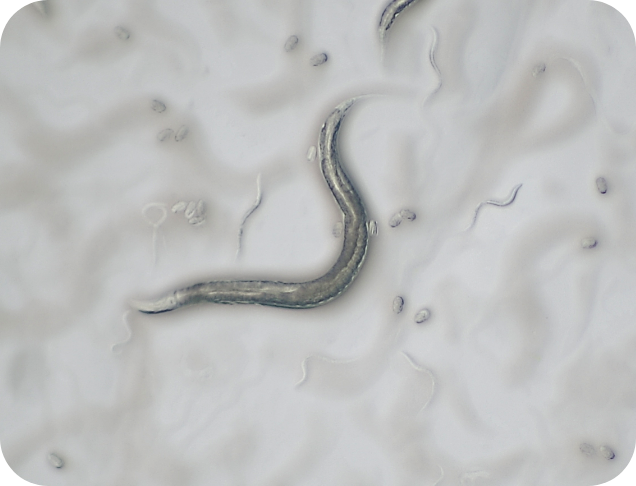 がん生存率のデータ