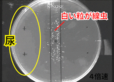 がん患者の尿の場合